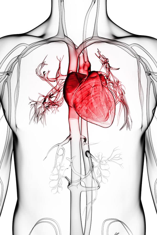 heart-circulation-eecp-600x900px heart and eecp